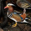 Turns Out There Are Mandarin Ducks In Manhattan, Brooklyn, And The Bronx